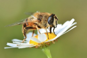 bee-401147_1280